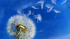 Flowers nature dandelions skyscapes
