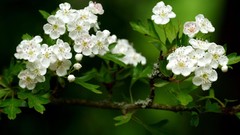 Flowers nature dark white Green spring forests