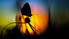 Flowers nature dawn Butterflies silhouettes