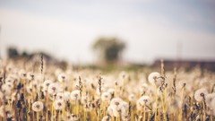 Flowers nature dead bokeh blurred background