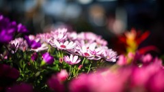 Flowers nature depth of field