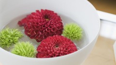 Flowers nature design interior dahlias