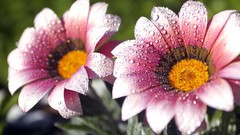 Flowers nature dew morning