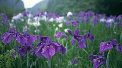 Flowers nature dew Plants purple flowers