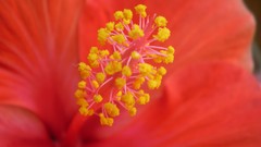 Flowers nature different look