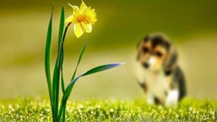 Flowers nature Dogs
