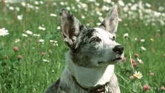 Flowers nature Dogs canine