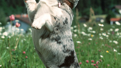 Flowers nature Dogs canine welsh corgi