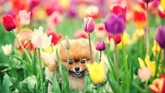 Flowers nature Dogs tulips complex magazine