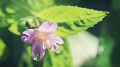 Flowers nature drops bright purple Green Photoshop Plants sunny 