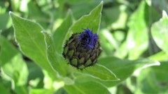 Flowers nature England multicolor