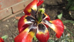 Flowers nature England multicolor