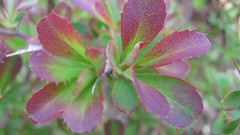 Flowers nature England multicolor
