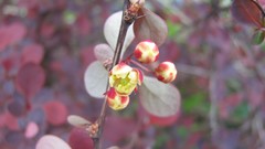 Flowers nature England multicolor