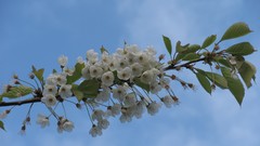Flowers nature England multicolor