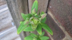 Flowers nature England multicolor