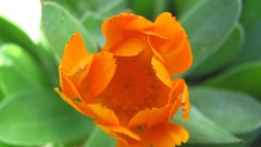 Flowers nature England multicolor