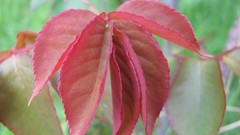 Flowers nature England multicolor