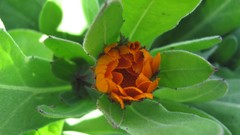 Flowers nature England multicolor