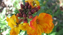 Flowers nature England multicolor