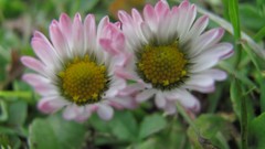 Flowers nature England multicolor