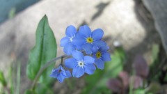 Flowers nature England multicolor blue flowers Forget-me-nots