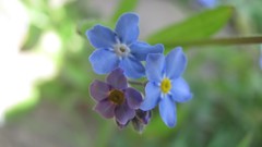 Flowers nature England multicolor blue flowers Forget-me-nots