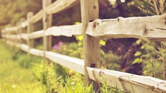 Flowers nature fences