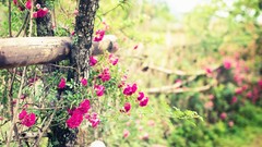 Flowers nature fences