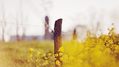 Flowers nature fences depth of field