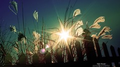 Flowers nature fences low-angle shot sun flare