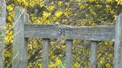 Flowers nature fences multicolor