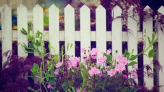 Flowers nature fences multicolor flower garden