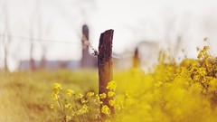Flowers nature fences yellow flowers depth of field