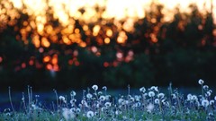 Flowers nature fields