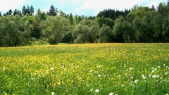 Flowers nature fields