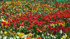 Flowers nature fields