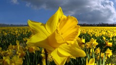 Flowers nature fields daffodils yellow flowers