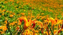 Flowers nature fields orange flowers
