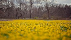 Flowers nature fields yellow flowers