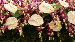 Flowers nature flamingo flower