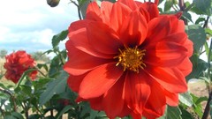 Flowers nature flower petals