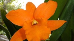 Flowers nature flower petals