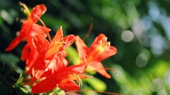 Flowers nature flower petals
