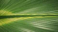 Flowers nature flower petals