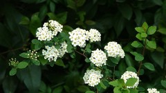 Flowers nature flower petals