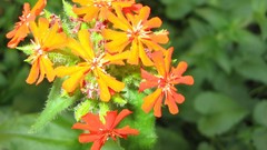 Flowers nature flower petals