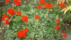 Flowers nature flower petals