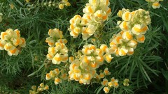 Flowers nature flower petals