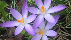 Flowers nature flower petals